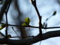 Silhouette of common alder Alnus glutinosa branch with fresh young growing leaves in the spring forest