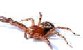 Detailed photo of a crab spider on a white backdrop
