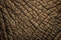 Detailed Photo of an Elephants Skin