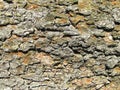 Detailed photo of lark bark structure