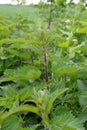 Detailed photo of the little spring green nettle