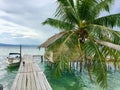 Detailed photo of palm tree at Raja Ampat