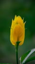 detail photo of wax flower or justica brandegeena