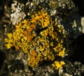 Detailed photo of Xanthoria Lichen on a tree bark Royalty Free Stock Photo