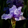 Detailed photograph of a Bearded Iris flower blossom in springtime , Iris hybrida, close-up macro.