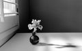 Detailed photograph of a Bearded Iris flower blossom in springtime , Iris hybrida. Monochrome photograph.