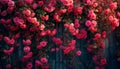 A rose-covered trellis, with intertwining vines displaying a beautiful gradient from pink to deep red Royalty Free Stock Photo