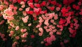 A rose-covered trellis, with intertwining vines displaying a beautiful gradient from pink to deep red Royalty Free Stock Photo