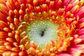 Detailed Photograph of a vibrant red flower Royalty Free Stock Photo