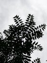 Detailed photography of the acacia leafs