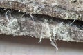 Detailed photography of construction material with asbestos fibres. Health harmful and hazards effects