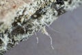 Detailed photography of contruction material with asbestos fibres. Health harmful and hazards effects Royalty Free Stock Photo