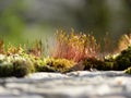 Fire moss Ceratodon purpureus with sporophytes in the morning sunlight Royalty Free Stock Photo