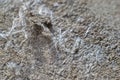 Detailed photography of material with asbestos fibres. Health harmful and hazards effects