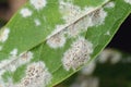 Detail of powdery mildew, plant disease Royalty Free Stock Photo