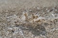 Detailed photography of roof covering material with asbestos fibres. Health harmful and hazards effects