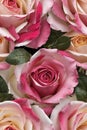 Detailed Photorealistic Seamless Patterns of Roses