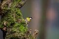 Detailed photot of Greattit in a natural envirnment.