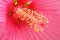 Detailed picture of the stamens and pistil of a pink hibiscus flower Royalty Free Stock Photo