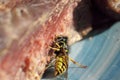 Close up of a meat eating wasp