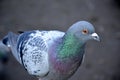 Detailed pigeon and background