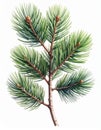 Detailed Pine Branch with Green Needles and Brown Cones on White Background Royalty Free Stock Photo