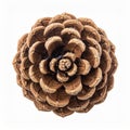 Detailed Pine Cone Close Up in Natural Light on White Background Royalty Free Stock Photo