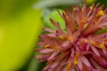 Detailed pink flower in the wild