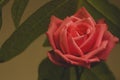 Detailed pink rose on a leafy green background