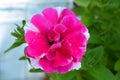 Detailed Pink and White Flower in Bloom