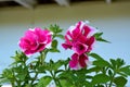 Detailed Pink and White Flowers in Bloom