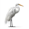 Great Egret Bird Standing Elegant White Feathers Long Neck Black Legs Yellow Beak Isolated White Background Royalty Free Stock Photo