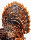 Detailed Plumage Display of a Wild Turkey Tail Feathers on White Background Royalty Free Stock Photo