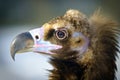 Detailed portrait of a brown head vulture