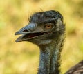 Detailed portrait of an emu Royalty Free Stock Photo