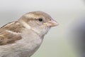 A detailed portrait of a female House sparrow Passer domesticus in a soft sunlight