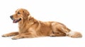 Detailed portrait of a Golden Retriever dog sitting on the floor, isolated on white Royalty Free Stock Photo