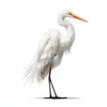 Great Egret Standing Gracefully White Plumage Orange Beak Black Legs Against White Background Detailed Feathers Royalty Free Stock Photo