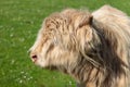 Highland cow portrait with woolly coat and horn, lush Scottish Highlands in the backdrop Royalty Free Stock Photo