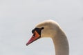 Detailed portrait of natural mute swan Cygnus olor head