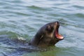 Detailed portrait wild eared seal otariidae in water showing teeth