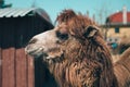 Detailed portrait - profile photo of Camel at the zoo on sunny day with building on background. Close up shot of furry camel on Royalty Free Stock Photo