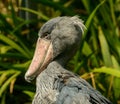 Detailed portrait of shoebill bird Balaeniceps rex