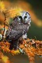 Detailed portrait of small Boreal owl in the orange larch forest in central Europe