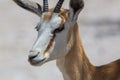 Detailed portrait of springbok antidorcas marsupialis face