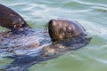 Detailed portrait swimming eared seal otariidae in water, sunshine