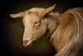 Portrait of Hornless Golden Guernsey Goat