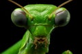 Detailed Praying mantis macro. Generate Ai Royalty Free Stock Photo