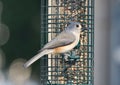 Tufted Titmouse at Feeder in Profile View Royalty Free Stock Photo