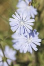Detailed purple chicory flower in a grass